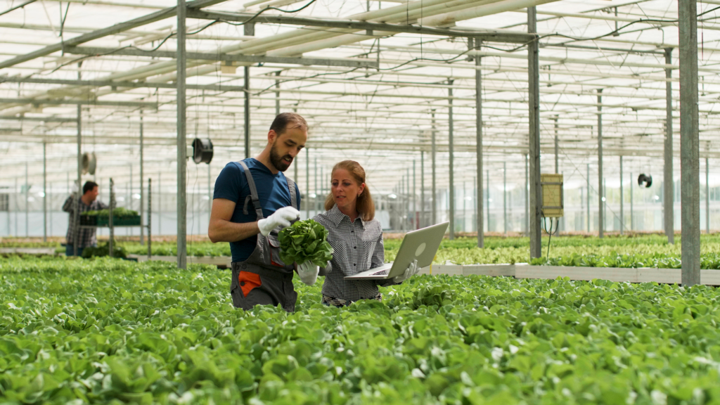 farmer-man-showing-cultivated-fresh-salads-agronomist-businesswoman-discussing-agronomy-production-during-farming-season-rancher-harvesting-organic-green-vegetables-hydroponic-greenhouse کارآفرینی در جزیره پرنس ادوارد کانادا